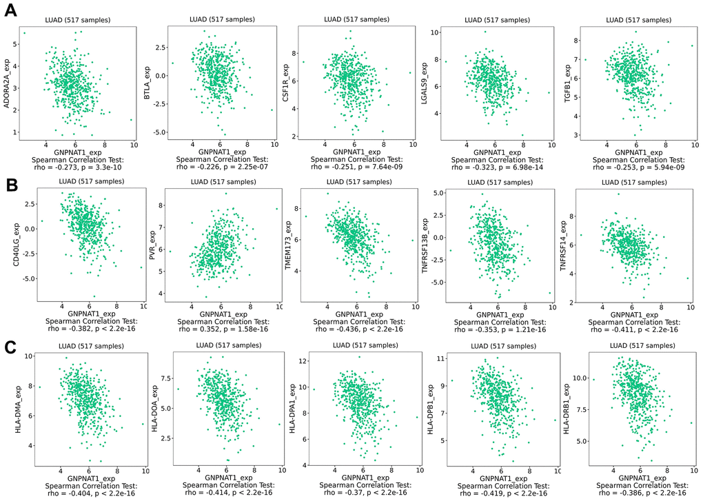 GNPNAT1 expression associated with immunomodulators in LUAD. (A) Top five immunoinhibitors correlated with GNPNAT1 expression in LUAD. (B) Top five immunostimulators correlated with GNPNAT1 expression in LUAD. (C) Top five MHC molecules correlated with GNPNAT1 expression in LUAD.