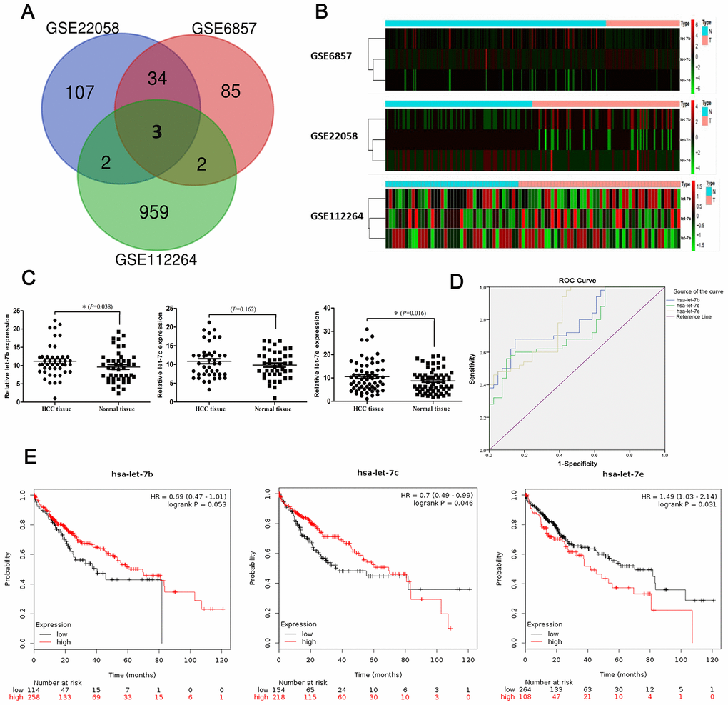 Identification of significantly dysregulated miRNAs in HCC. (A) Heatmaps of expression profiles of distinct miRNAs in three GEO DataSets (GSE6857, GSE22058 and GSE12264). (B) Venn diagram showing number of dysregulated miRNAs found via integrated analysis of the three datasets. (C) Expression of let-7b (45 cases; P=0.038), let-7c (43 cases; P=0.162) and let-7e (63 cases; P=0.016) in HCC tissues and matched normal tissues as shown by RT-qPCR. (D) ROCs of diagnostic value of the three miRNAs in HCC were computed based on GEO DataSet GSE12264. (E) The prognostic roles of the three miRNAs were evaluated via survival analyses based on KM Plotter datasets. Differences in survival rate were compared using a log-rank test.