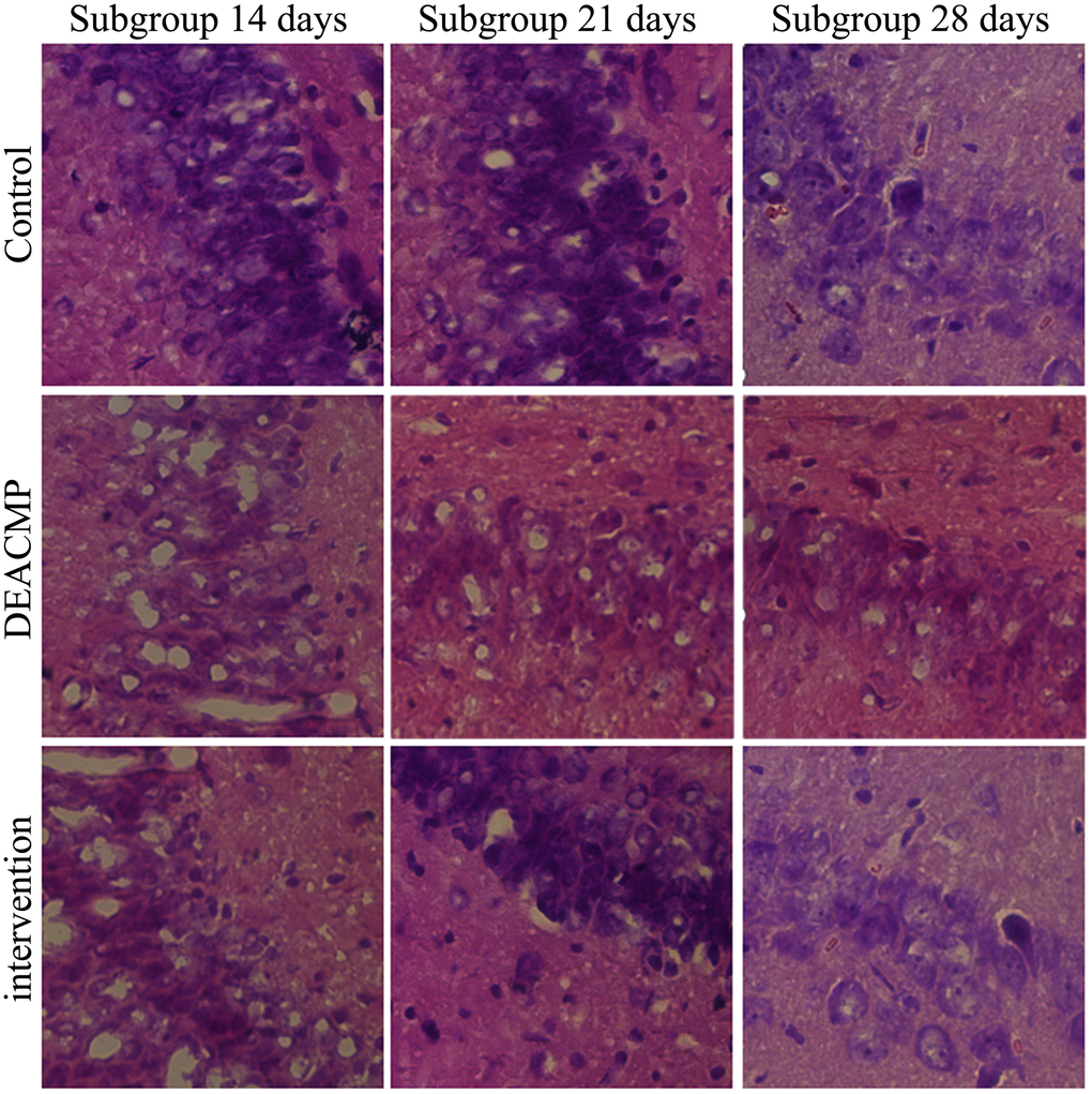 Damage of hippocampal cells in different groups.