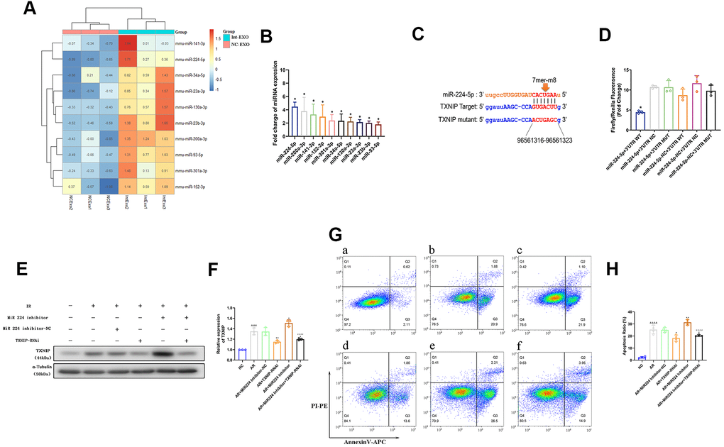 Anoxia-induced, EV-associated miR-224-5p inhibits I/R-mediated apoptosis in cardiomyocytes by downregulating TXNIP. (A) MicroRNA sequencing analysis in ADSC-EVs. A total of 41 miRNAs were upregulated in Int-EVs compared to NC-EVs. Ten of them (shown in the heatmap) were predicted to associate with TXNIP. (B) Validation of differential EV-associated miRNA expression through qRT-PCR. U6 snRNA served as internal reference (*P C) Dual-luciferase reporter assay. HEK 293 T cells were co-transfected with miR-224-5p mimics and PGL3 luciferase reporter plasmids containing wild-type or mutated TXNIP 3′UTR. An NC-TXNIP 3′UTR served as control. (D) Dual-luciferase reporter assay analysis (*P E) Analysis of TXNIP and miR224-5p expression in AR-treated mouse cardiomyocytes transfected with a miR224-5p inhibitor and/or TXNIP-targeting siRNAs (TXNIP-RNAi). (F) Statistical analysis of data from experiments like those shown in (E); (&P G) Representative images of Annexin V/PI-stained cardiomyocytes transfected with a miR224-5p inhibitor and/or TXNIP-targeting siRNAs prior to AR. a) NC: non-AR control; b) AR; c) Inhibitor-NC + AR: miR224-5p inhibitor (negative control) pre-treatment followed by AR; d) TXNIP-RNAi + AR: TXNIP-RNAi pre-treatment followed by AR; e) Inhibitor + AR: miR224-5p inhibitor pre-treatment followed by AR; f) Inhibitor + TXNIP-RNAi + AR: miR224-5p inhibitor plus TXNIP-RNAi pre-treatment followed by AR. (H) Statistical analysis of Annexin V/PI staining experiments. (&P 