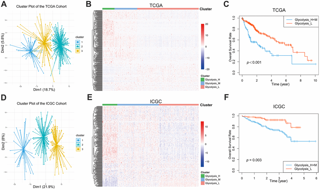 Glycolysis-associated genes identified distinct HCC clusters with different OS. (A, B) Three distinct clusters were generated by hierarchical clustering analysis based on the expression level of the 288 glycolysis-associated genes in the TCGA. (D, E) Three glycolysis-associated clusters were generated in the ICGC. (C, F) Kaplan-Meier survival curves of different glycolysis subtypes in the TCGA and ICGC. The Glycolysis-H+M subgroup had a worse OS than the Glycolysis-L subgroup (TCGA cohort: log-rank p