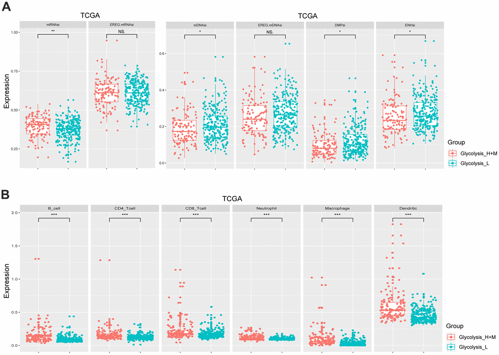 Different glycolysis-associated HCC subtypes varied in cancer stemness and immune infiltration. (A) Stemness indices of TCGA cohort. The Glycolysis-H+M subtype had a higher expression level of mRNAsi (pB) Immune cells with a significantly different proportion between Glycolysis-H+M and Glycolysis-L subgroups in the TCGA. *p