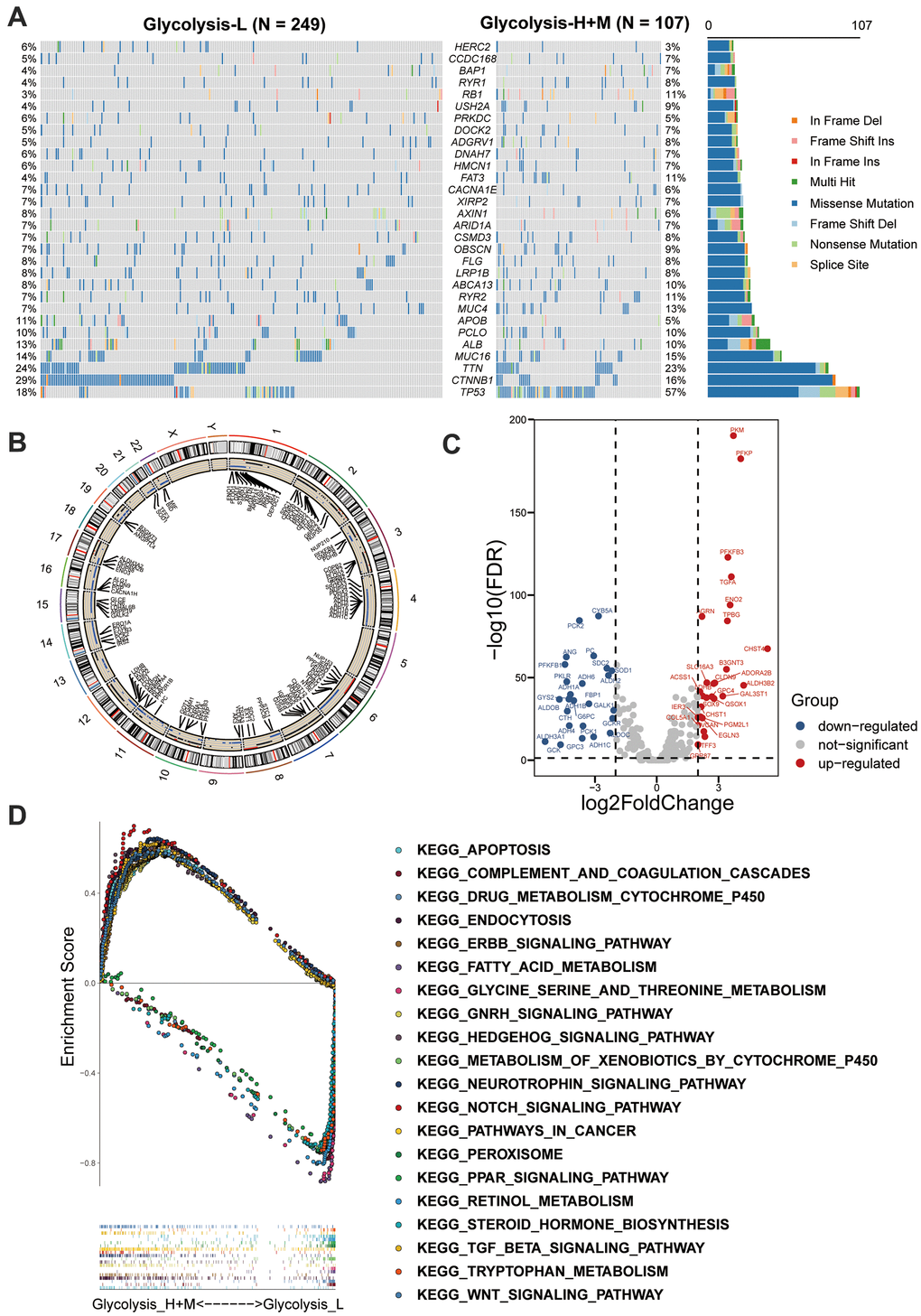 Multi-omics analysis among glycolysis-associated HCC subgroups. (A) The waterfall plot showed the mutation type of each patient and the proportion of mutation in each subgroup. 30 genes with the most frequent somatic mutation in HCC patients from TCGA were listed. (B) Differences in CNV profiles of the different glycolysis-associated HCC subtypes were visualized, gains of CNVs shown in black, and losses in blue. (C) Volcano plot showed the between Glycolysis-H+M subgroups and Glycolysis-L subgroup (FDR  1). (D) GSEA analysis of Glycolysis-H+M subgroups and Glycolysis-L subgroup. CNV, copy number variation; DEGs, differentially expressed genes; GSEA, Gene-set enrichment and functional enrichment analyses.