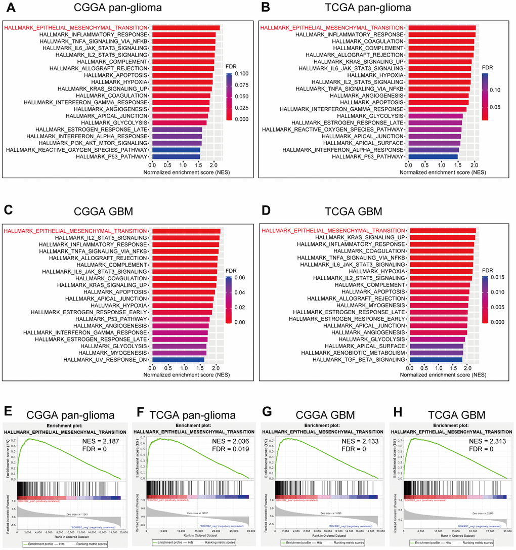 GSEA of BDKRB2 in pan-glioma (A, B) and glioblastoma (C, D), and GSEA plots for EMT enrichment according to BDKRB2 expression in pan-glioma (E, F) and glioblastoma (G, H).