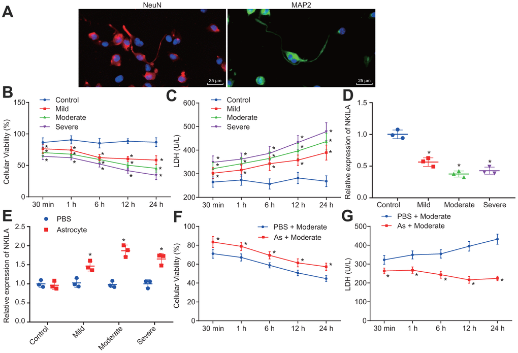 Astrocytes upregulates NKILA to promote recovery of injured neurons. (A) immunochemical staining of MAP2 and NeuN expression in neurons (× 400). (B) proliferation of neurons with mild, moderate or severe injury detected by CCK-8 assay. (C) LDH content in the culture medium of neurons with mild, moderate or severe injury. (D) NKILA expression in neurons with mild, moderate or severe injury detected by RT-qPCR. (E) NKILA expression in injured neurons after co-culture of astrocytes detected by RT-qPCR. (F) neuronal proliferation in injured neurons after co-culture of astrocytes detected by CCK-8 assay. (G) LDH content in injured neuron after co-culture of astrocytes. All data were measurement data and expressed as mean ± standard deviation. Independent sample t test was used for comparison between two groups (E). The one-way ANOVA was used for comparison among multiple groups, followed by Tukey’s post-hoc test (D) and two-way ANOVA for comparisons between time-based measurements within each group (B, C, F, G). All experiments were done at least three independent times. * p 