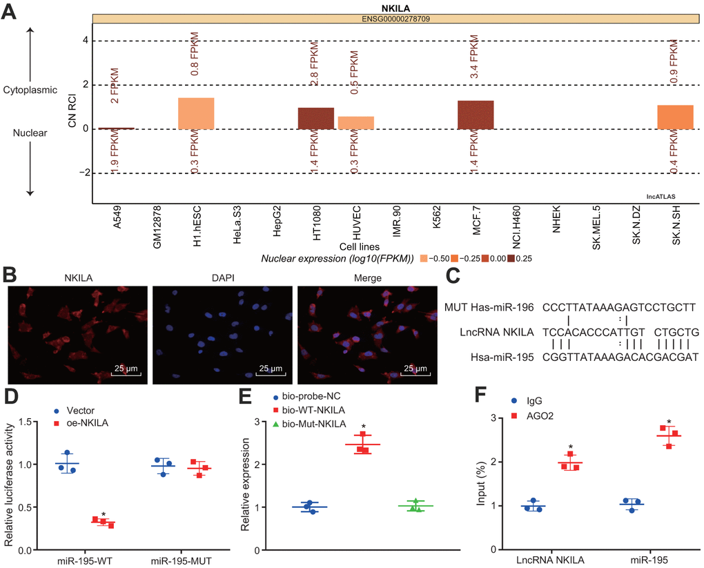 NKILA competitively binds to miR-195. (A) the subcellular location of NKILA in neurons predicted by the lncATLAS website. (B) the subcellular localization of NKILA in neurons detected by FISH assay (× 400). (C) the potential binding sites between NKILA and miR-195 predicted by RNA22. (D) the binding relationship between NKILA and miR-195 measured by dual-luciferase reporter gene assay. * p E) the enrichment of miR-195 caused by NKILA detected by RNA pull-down. * p F) the binding of NKILA and miR-195 with AGO2 determined by RIP assay. * p t test was used for pairwise comparison in panel D and F, and one-way ANOVA followed by Tukey’s post-hoc test was used for comparison in panel E. The cell experiment was repeated three times.