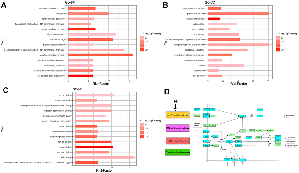 GO and pathway enrichment analysis of EG. (A) The top 15 biological processes. (B) The top 15 cellular components. (C) The top 15 molecular functions. The colorful scales indicate the different thresholds for the p-values, and the lengths of the lines represent the number of genes corresponding to each term. (D) The cAMP signalling pathway. The large purple, red, and green rectangles on the left represent the key terms involved in the cAMP signalling pathway. The cAMP signalling pathway itself is in orange. The small green rectangles on the right represent the targets of the pathways themselves, and the blue represent the targets involved in these pathways in EG.