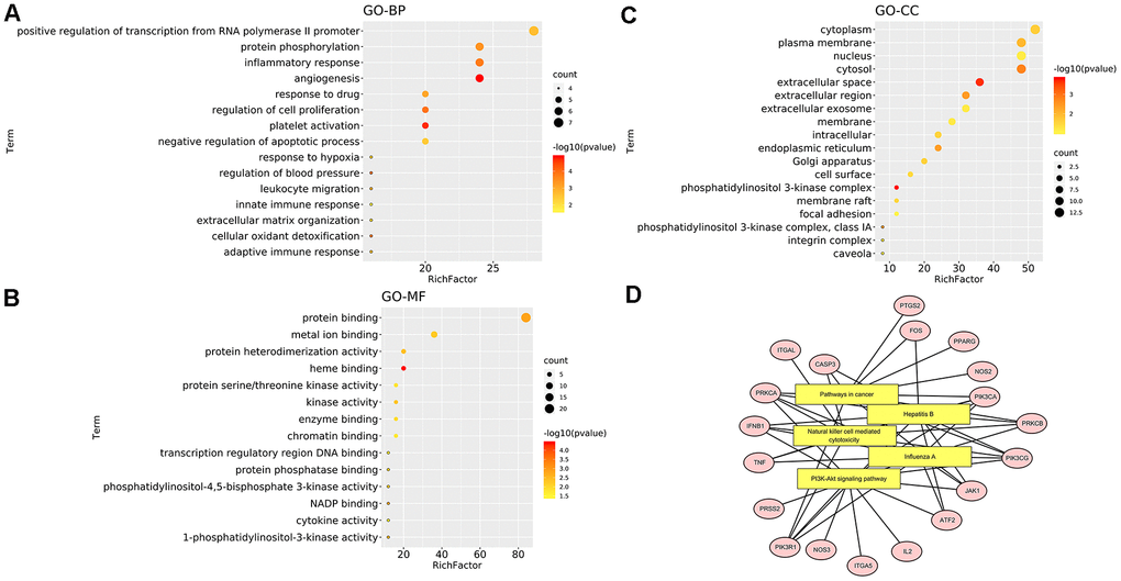 Enrichment analysis of mapped targets (EG anti-COVID-19 targets). (A) The top 15 biological processes. (B) The top 15 cellular components. (C) The top 15 molecular functions. The colour scales indicate the different thresholds for the p-values, and the sizes of the dots represent the number of genes corresponding to each term. (D) The top 5 KEGG pathways. The yellow rectangles represent KEGG terms while the pink ellipses represent targets involved in pathways. The black line reflects how the target participates in the pathway.