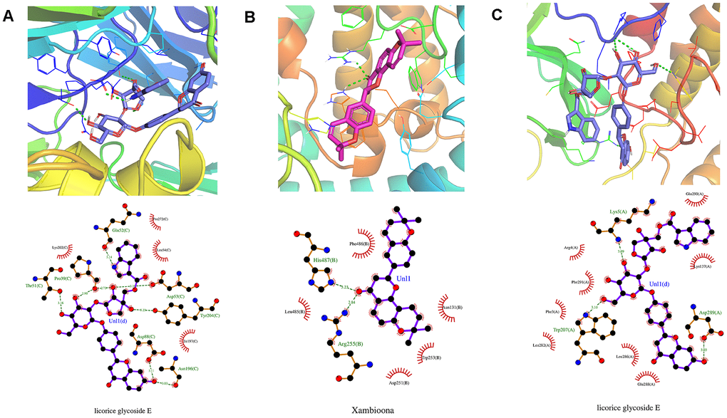 Molecular models of the selected compounds binding to the target proteins. (A) The docking mode and interactions between xambioona and ACE2, (B) Licorice glycoside E and S protein, (C) Licorice glycoside E and Mpro. The light red stick represents the binding energy of xambioona, the light blue stick represents the binding energy of licorice glycoside E, and the green dotted line represents the hydrogen bond.