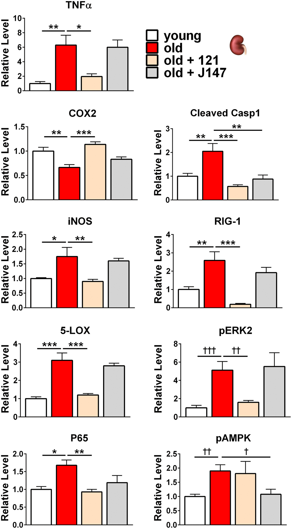 J147 and CMS121 preferentially reverse age-associated protein level alterations in the kidney involved in inflammation, along with alterations to the MAPK and AMPK pathways. Bar graphs of kidney protein levels in young, old untreated, and old compound-treated SAMP8 mice. Data are presented as mean ± SEM (n = 5-6/group). Results were compared by one-way ANOVA, followed by Turkey’s multiple comparison test. Cross symbols represent significance when comparing 3 groups in ANOVA, excluding the unmarked treatment group from the analysis.