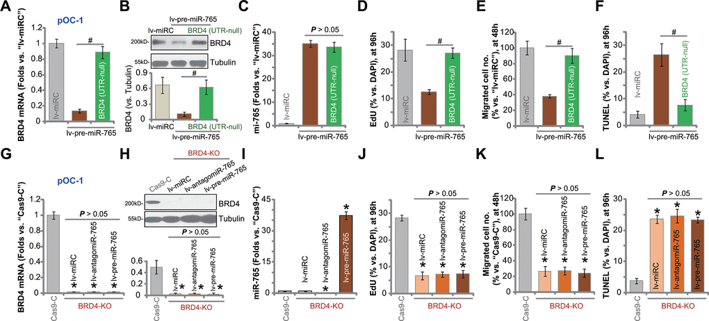 miR-765-induced anti-ovarian cancer cell activity is due to BRD4 silencing. The lv-pre-miR-765-expressing pOC-1 cells (Stb-L1) were further transduced with or without an UTR-null BRD4 construct [BRD4 (UTR-null)], stable cell were established; cells with the scramble non-sense miRNA (lv-miRC) were utilized as control cells. Expression of BRD4 mRNA (A) and protein (B) as well as miR-765 (C) was shown; cells were further cultured for applied time periods, cell proliferation, migration and apoptosis were tested by EdU staining (D), “Transwell” (E) and TUNEL staining (F) assays, respectively, with results quantified (D–F). Stable pOC-1 cells expressing the lenti-CRISPR/Cas9-BRD4-KO construct, or the BRD4 KO cells, were further transduced with lv-pre-miR-765, miR-765 precursor anti-sense construct lentivirus (lv-antagomiR-765) or lv-miRC. Control cells were transfected with lenti-CRISPR/Cas9 control construct (“Cas9-C”), and stable cells established via selection by puromycin. Expression of BRD4 mRNA (G) and protein (H) as well as miR-765 (I) was shown; cells were further cultured for applied time periods, cell proliferation (J), migration (K) and apoptosis (L) were tested similarly. For each assay, n=5 (five replicate well/dishes). Data were presented as mean ± standard deviation (SD). #p A–F). * p G–L). Experiments in this figure were repeated five times with similar results obtained.