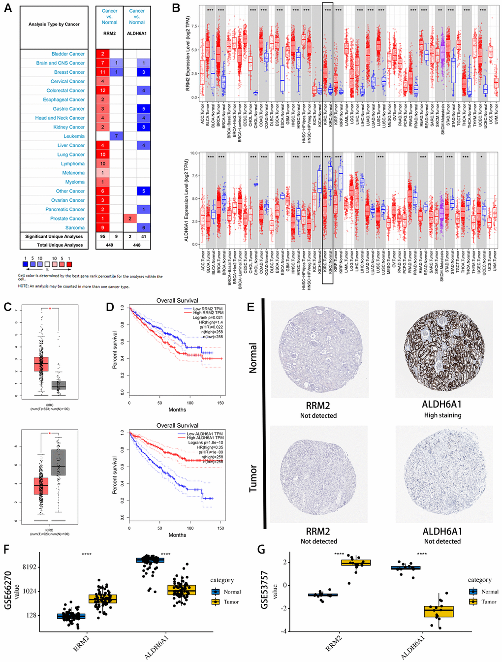 Expression levels and prognostic value of the signature genes. (A) Expression profiles of RRM2 and ALDH6A1 transcripts in the Oncomine database. (B) Expression profiles of RRM2 and ALDH6A1 transcripts in various cancers on the TIMER database. (C) Expression profiles of RRM2 and ALDH6A1 transcripts in the GEPIA database. (D) Univariate survival analysis (Kaplan-Meier curves) for RRM2 and ALDH6A1. (E) Immunohistochemistry images of RRM2 and ALDH6A1 expression in KIRC and normal kidney tissues. Examples were retrieved from the Human Protein Atlas database. (F) Verification of RM2 and ALDH6A1 expression in KIRC and normal tissues in the GSE53757 database. (G) Verification of RM2 and ALDH6A1 expression in KIRC and normal tissues in the GSE66270 database.