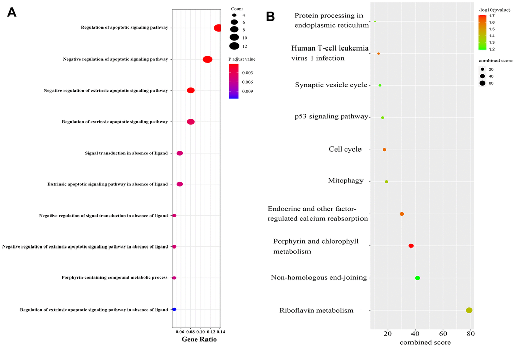 Functional enrichment analysis of module genes. (A) Biological processes of module genes, the significance of enrichment gradually increases from blue to red, and the size of the dots indicates the number of differential genes contained in the corresponding pathway. (B) KEGG pathways analysis of module genes. The significance of enrichment gradually increases from blue to red, and the size of the dots indicates the number of differential genes contained in the corresponding pathway.