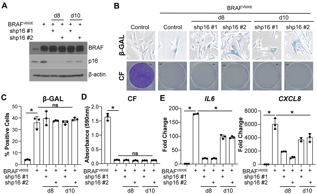 Knockdown of p16 at later timepoints decreases IL6 and CXCL8 expression without bypassing oncogene-induced senescence. IMR90s expressing BRAFV600E alone or in combination with shRNAs targeting p16 (shp16 hairpin #1 and #2). An empty pBabe retroviral vector and a shRNA targeting GFP lentiviral vector were used as controls. See Supplementary Figure 2A for an experimental timeline. (A) Immunoblot of BRAF and p16. β-actin was used as loading control. (B) Representative images of senescence-associated β-galactosidase (β-GAL) staining and colony formation (CF). (C) Quantification of β-GAL in (B). (D) Quantification of CF in (B). (E) IL6 and CXCL8 mRNA expression (fold change relative to control mean). Expression of target genes was normalized against multiple reference genes. Data normalized against PMSC4 are shown. n=3/group and mean±SD. 1 out of 3 experiments is shown. *p