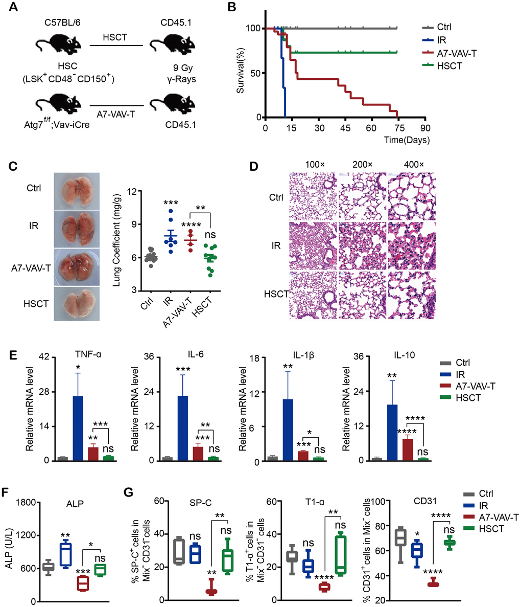 HSC transplantation repaired the radiation-induced lung damage. (A) Transplantation scheme of HSC (CD48-CD150+Lin-Sca-1+c-Kit+) from normal C57BL/6 mice and Atg7-/- mice (Atg7f/f;Vav-iCre mice) into 60Co γ ray 9 Gy lethally irradiated CD45.1 mice. (B) The survival time of mice in each group, including Ctrl (Control non-irradiated mice), IR (Mice irradiated with lethal dose of 9 Gy), HSCT (Transplantation of HSC from normal mice), A7-VAV-T (Transplantation of HSC from Atg7f/f;Vav-iCre mice). N≥10. (C) The lung appearance and coefficient in each group. (D) Lung HE pathological alteration in mice, HSCT alleviated radiation-induced pulmonary inflammatory response. (E) The inflammatory factors including TNF-α, IL-6, IL-1β, IL-10 expression in each group. (F) ALP indicating lung vascular permeability activity in each group. (G) Lung epithelial cells (represented by staining of SP-C and T1-α) and endothelial cells (represented by staining of CD31) percentage in each group. N≥4 in C, D, E, F, G. *: p