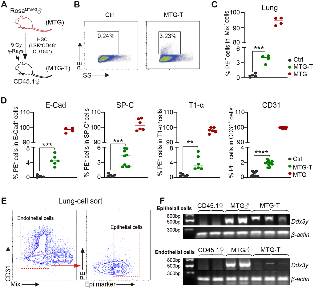 Male donor-derived PE red fluorescence cells and Y chromosome were detected in female recipient lung tissue cells. (A) HSC from male RosamT/mG mice were sorted and transplanted into lethally irradiated female CD45.1 mice. (B) Flow cytometry chart of PE (tdTomato) fluorescence in lung tissue cells with exclusion of blood cells including lineage (CD3, CD8, B220, Gr-1, TER119), macrophage (CD11b, F4/80), megakaryocyte (CD41/CD61) and CD45 (marked as Mix). (C) Statistical analysis of PE positive percentage in lung tissue cells. (D) PE percentage in lung epithelial cells (E-Cadherin, SP-C and T1-α) and endothelial cells (CD31) (after exclusion of blood cells). (E) For Ddx3y detection, lung epithelial cells (Epithelial marker+/blood Mix marker-/CD31-) and endothelial cells (blood Mix marker-/CD31+) were sorted. (F) Representative images of Ddx3y expression by amplification with PCR and detection by nucleic acid electrophoresis. N≥4 in (C, D, E, F). **:p