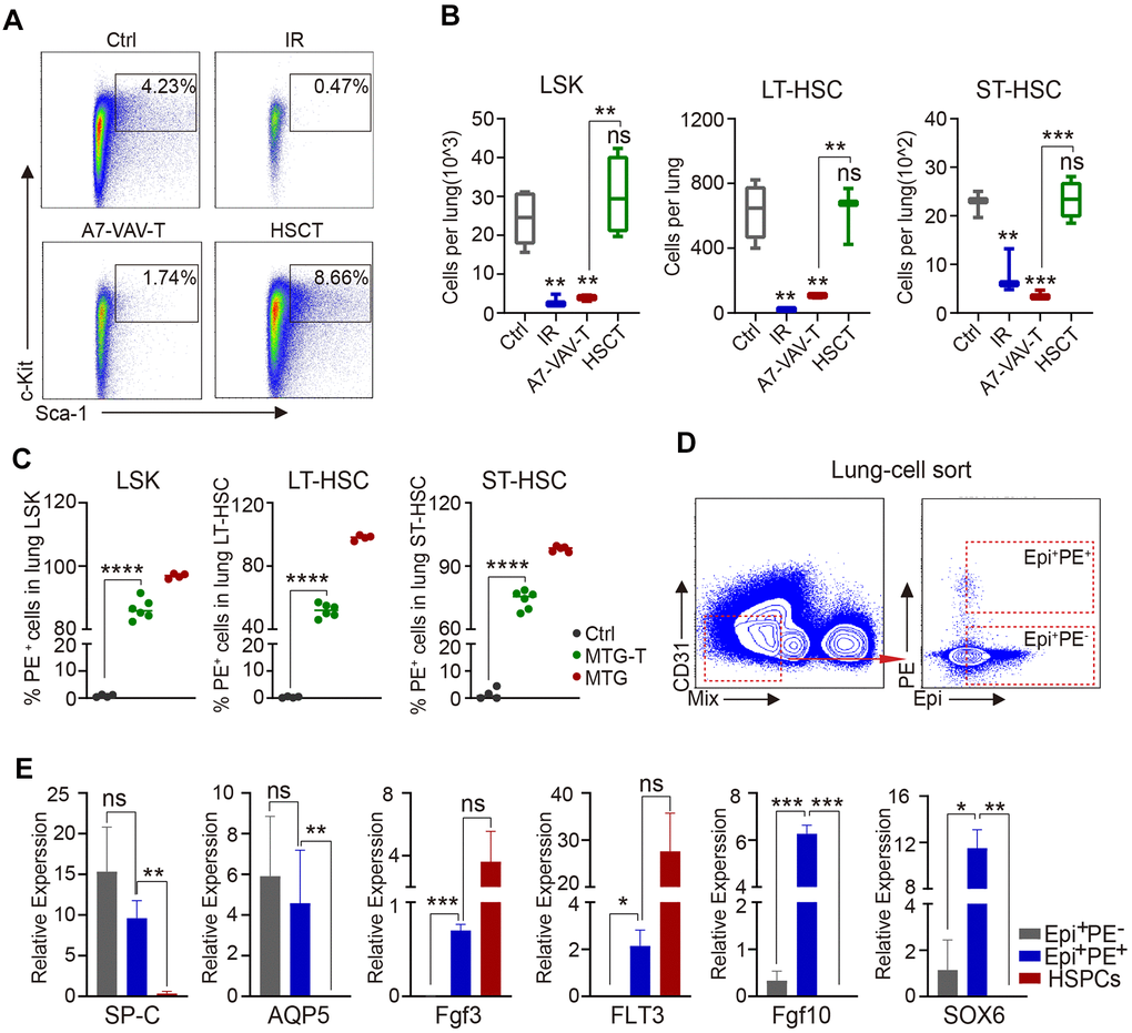 HSC transplantation replenished radiation-induced lung HSC depletion and the repaired epithelial cells were of donor origin. (A) Flow cytometry chart of HSPC residency in the lung cells of each group, including Ctrl, IR, A7-VAV-T, HSCT. (B) HSPC and HSC cell number in the lung in each group, HSCT restored the HSPC and HSC (LT-HSC and ST-HSC), but A7-VAV-T can’t restore the injured HSCs in irradiated lung. (C) PE red fluorescence of the HSPCs and HSCs in the lung of Ctrl, MTG-T and MTG group. (D) To investigate the function or gene expression in the donor-derived lung cells, the Epi+PE+, Epi+PE- cells in the MTG-T lung were sorted after exclusion of blood Mix cells, Epi markers include E-Cadherin, SP-C and T1-α, and HSPCs from donors were used as control for the experiment. (E) Different gene expression including SP-C (alveolar type II epithelial cell marker) and AQP-5 (alveolar type I epithelial cell marker), Fgf3 and FLT3 (hematopoietic stem cell specific genes), Fgf10 and SOX6 (repair genes related) in Epi+PE+, Epi+PE- cells from recipients and HSPC cells from the donors. N≥4. *: p