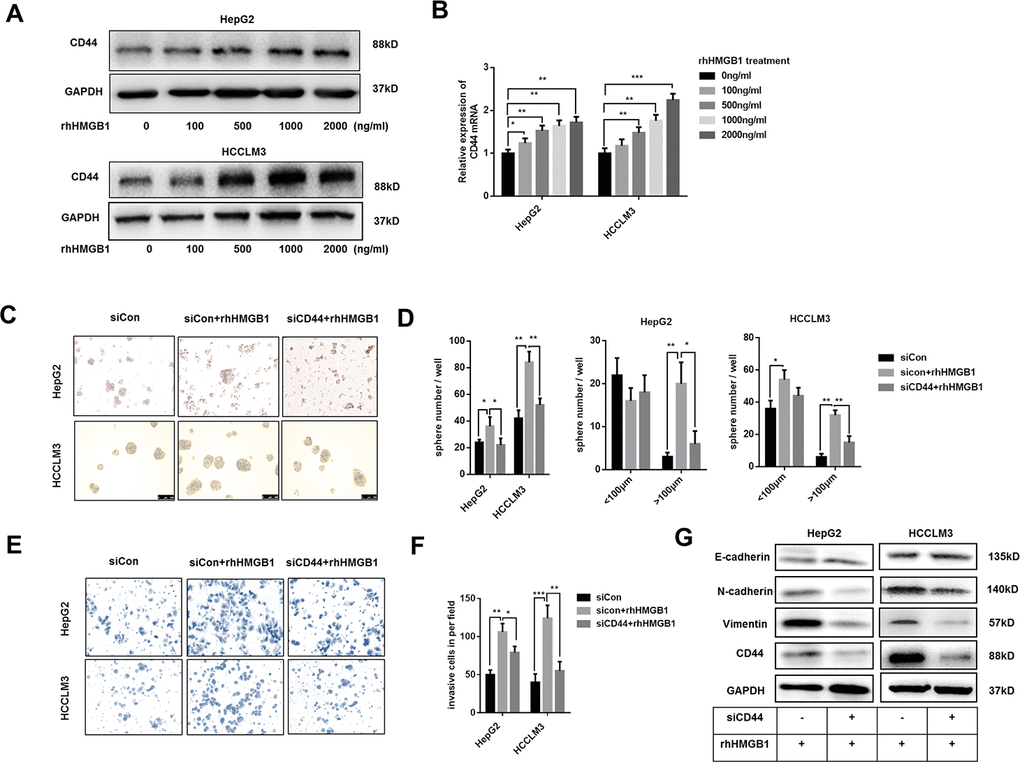 Extracellular HMGB1 promotes the sphere formation, invasion and EMT process in CD44-dependent way. (A) Immunoblot analysis shows rhHMGB1 promotes CD44 expression in a dose-dependent manner. HepG2 and HCCLM3 cells were cultured with different concentration of rhHMGB1 for 24h. (B) Q-PCR analysis shows that CD44 is upregulated by rhHMGB1 in a dose-dependent manner. (C, D) rhHMGB1 treatment promotes HCC sphere formations in CD44-dependent way. Number and size of spheres were photographed and analyzed. HepG2 and HCCLM3 cells were transfected with negative siRNA or CD44 siRNA and then cultured with rhHMGB1 (1μg/ml) for 24h. (E, F) Invasion experiments show rhHMGB1 promotes invasive abilities of HCC cells in CD44-dependent way. The invaded cells were counted and results were analyzed. HepG2 and HCCLM3 cells were transfected with negative siRNA or CD44 siRNA and then cultured with rhHMGB1 (1μg/ml) for 24h. (G) Immunoblot analysis shows that targeting CD44 inhibits EMT process caused by rhHMGB1. HepG2 and HCCLM3 cells were transfected with negative siRNA or CD44 siRNA and then cultured with rhHMGB1 (1μg/ml) for 24h. Data are means ± SEM, * means p