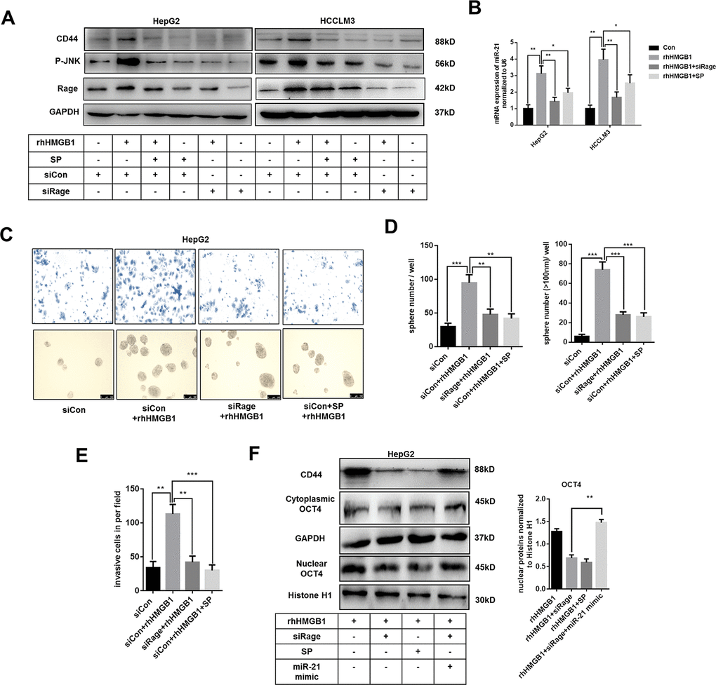 Extracellular HMGB1 upregulates miR-21 expression via activating Rage/JNK signaling pathway. (A) Immunoblot analysis indicates rhHMGB1 promotes CD44 expression by activating Rage/JNK signaling pathway. HepG2 and HCCLM3 cells were treated with negative control, Rage siRNA, JNK inhibitor(SP600125,SP,20μm) and rhHMGB1 (1μg/ml) for 24h. (B) Q-PCR analysis indicates inactivating Rage/JNK signaling downregulates miR-21 expression caused by rhHMGB1. HepG2 and HCCLM3 cells were treated with negative control, Rage siRNA, SP(20μm) and rhHMGB1 (1μg/ml) for 24h. (C–E) Rage/JNK pathway accounts for HCC sphere formations and invasion caused by rhHMGB1. Number and size of spheres and invaded cells were photographed and analyzed. HepG2 cells were treated with negative control, Rage siRNA, SP(20μm) and rhHMGB1 (1μg/ml) for 24h. (F) Immunoblot analysis indicates miR-21 mimic, Rage siRNA and SP all decrease CD44 expression and OCT4 nuclear translocation caused by rhHMGB1. HepG2 cells were treated with negative control, Rage siRNA, SP(20μm), miR-21 mimic and rhHMGB1 (1μg/ml) for 24h. Data are means ± SEM, * means p