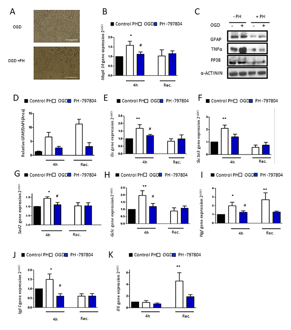 Pharmacological inhibition of p38α in aged astrocytes prevents from astrocytes reactivity, inflammatory response and anti-oxidant defense system activation after OGD. (A) Representative optical microphotograph of old primary astrocytes derived from neonatal Wistar after 4h of OGD and treated with PH-797804. (B) MAPK14 gene expression in old astrocyte cultures after 4h of OGD (white), after 4h of OGD with PH-797804 treatment (blue column) in comparison to controls treated with PH-797804 (black) (n=6). (C) Immunoblot of GFAP, TNFα and P-p38MAPK in old primary astrocytes cell culture derived from neonatal Wistar in normoxia and after 4h of OGD and with or without the treatment, PH-797804. (D) Representative quantification of GFAP positive cells in old astrocyte cultures derived after 4h of OGD, after 4h of OGD with PH-797804 treatment, and in control cultures treated with PH-797804 (n=6). (E–K) Expression of gs, slc1a3, sod2, gclc, ngf, igf-1 and il-6 in old astrocyte after 4h of OGD, after 4h of OGD with PH-797804 treatment, in controls treated with PH-797804 (n=6). Results are expressed as the mean ± SEM. Asterisks denote the significance levels when compared to the control group (***p