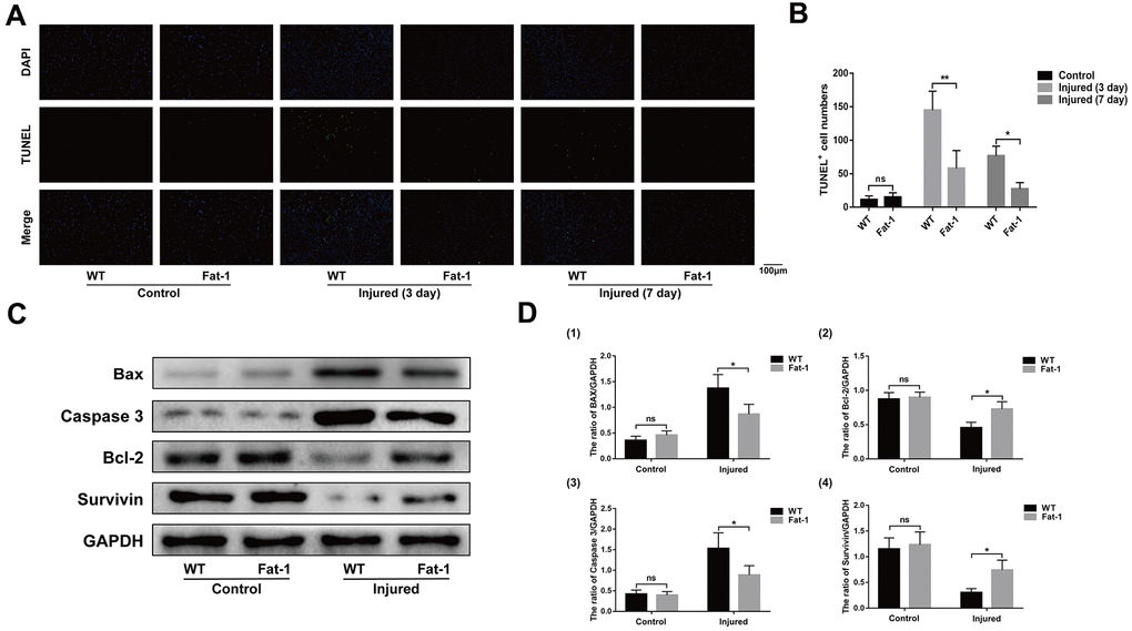 High endogenous n-3 PUFA levels reduce apoptosis in response to cardiotoxin-induced skeletal muscle injury in fat-1 mice. (A) Representative images show TUNEL staining of the gastrocnemius muscle sections from fat-1 and wild-type mice on days 3 and 7 after CTX-induced injury. Scale bar = 100 μm. (B) Quantitative data for TUNEL-positive cell numbers. (C, D) Representative western blot images and densitometric analysis show the expression levels of Bax, caspase-3, Bcl-2, and Survivin proteins in the gastrocnemius muscles from fat-1 and wild-type mice on day 3 after CTX-induced injury. Data were expressed as the mean ± SD (n = 3-4). NS, non-significant; * P P 