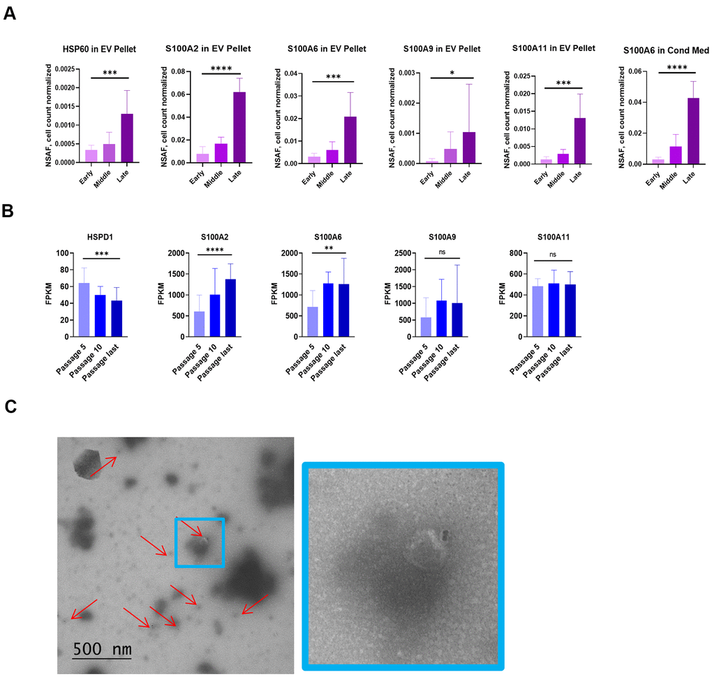 NOK senescence displays important distinguishing characteristics. (A) Mass spectrometry analysis of proposed SASP additions. Selected proteins significantly increased in EV pellet or CM (Mean ± SD). Y-axis scales differ. (B) mRNA levels of proposed SASP additions. (Mean ± SD). Y-axis scales differ. (C) TEM of vesicles from EV pellet labelling for surface HSP60 (left, and 4x enlargement, right). For Figure 6A, 6B, *p