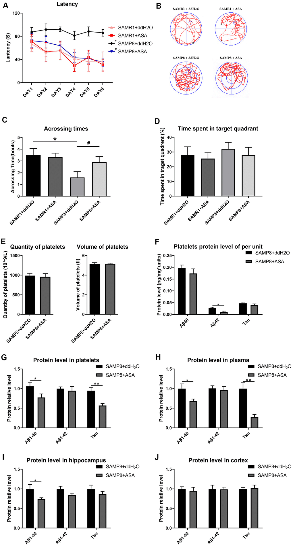 Effects of intragastric administration of ASA on learning and memory ability and AD related indexes of blood and brain tissue in mice. (A) Latency (escape latency), the time mice spent finding the underwater hidden platform in the MWM on training days. (B) Track trail, mice track trail during the probe trial on the last day. (C) Crossing times, the number of times the mice crossed the former platform area during the probe trial on the last day. (D) Time spent in the target quadrant. n=6 in the SAMR1+ddH2O and SAMR1+ASA groups; n=10 in the SAMP8+ddH2O and SAMR1+ASA groups. *P2O group and #PE) The quantity and volume of platelets. (F) Aβ1-40, Aβ1-42 and tau protein levels per unit of platelets. (G) Aβ1-40, Aβ1-42 and tau protein levels in platelets. (H) Aβ1-40, Aβ1-42 and tau protein levels in plasma. (I) Aβ1-40, Aβ1-42 and tau protein levels in the hippocampus. (J) Aβ1-40, Aβ1-42 and tau protein levels in the cortex. *P**P2O group.