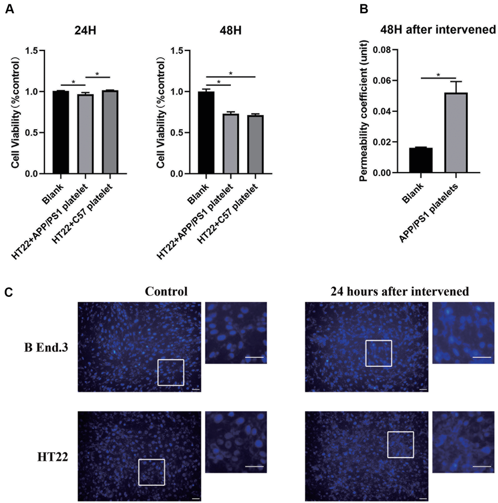 Alteration of the in vitro BBB model after the platelet intervention. (A) Cell viability analyzed using the CCK-8 assay. (B) Permeability of the in vitro BBB model. (C) Apoptosis assay with Hochest-33342 staining. Scale bar=100 μm.