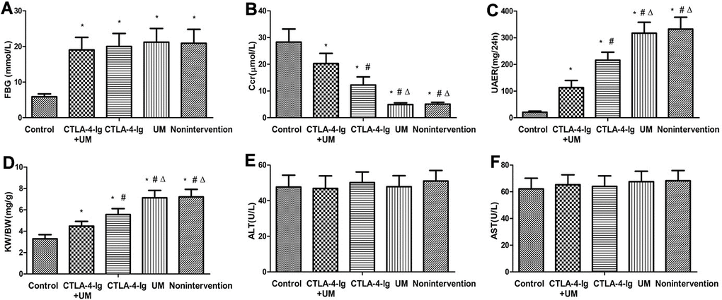 Comparison of FBG, Ccr, UAER, KW / BW, ALT, and AST in five groups of rats. Control: control group; CTLA-4-Ig+UM: CTLA-4-Ig+ ultrasound microbubble exposure group; CTLA-4-Ig: CTLA-4-Ig group; UM: ultrasound microbubble exposure group; Nonintervention: no intervention group. Data are means ± SD. (A) FBG: fasting blood glucose, * P B) Ccr: endogenous creatinine excretion rate, * P C) UAER: 24-hour urine albumin excretion rate, * P D) KW / BW: Glomerular hypertrophy index (kidney weight / body weight), * P E) ALT: Alanine aminotransferase, no significant difference between groups; (F) AST: Aspartate aminotransferase, no significant difference between groups.