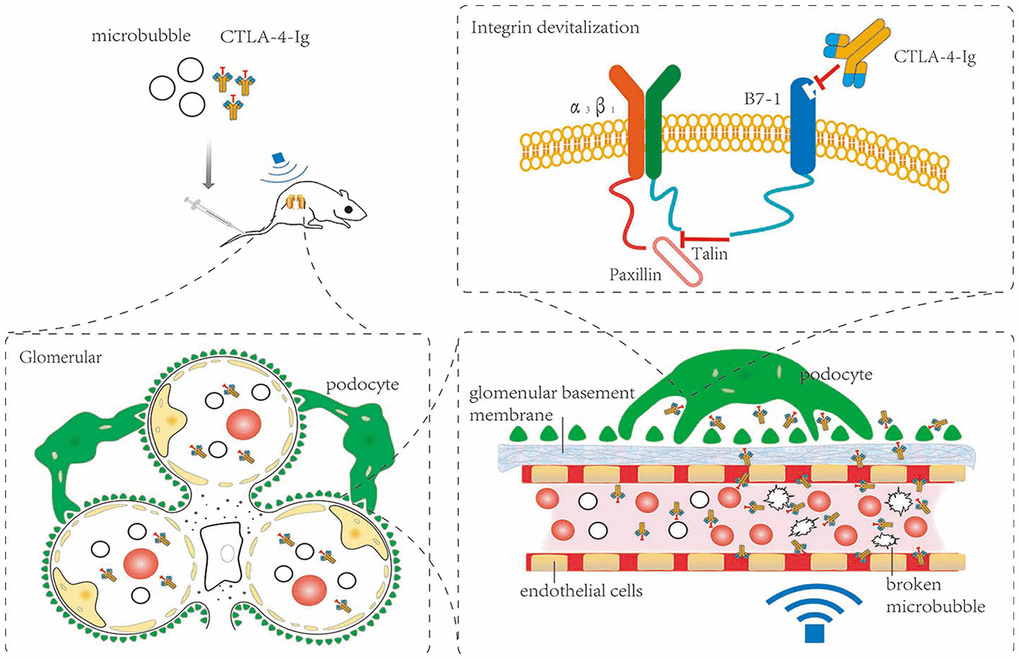 Schematic overview of the present study.