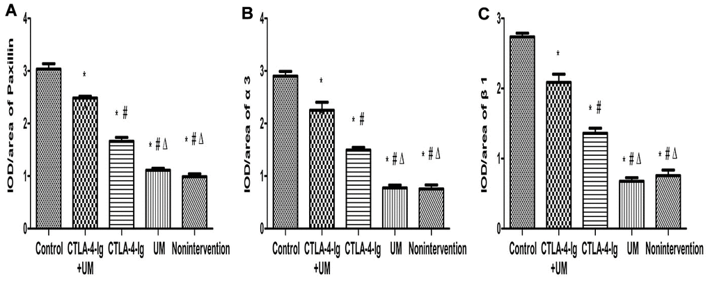 Comparison of the expression of Paxillin, α3, and β1 in rat kidneys. Data are expressed as means ± SD, IOD / area of Paxillin, α3 and β1: integrated optical density value per unit area of Paxillin, α3 and β1. (A) Paxillin, * P B) α3, * P C) β1, * P 