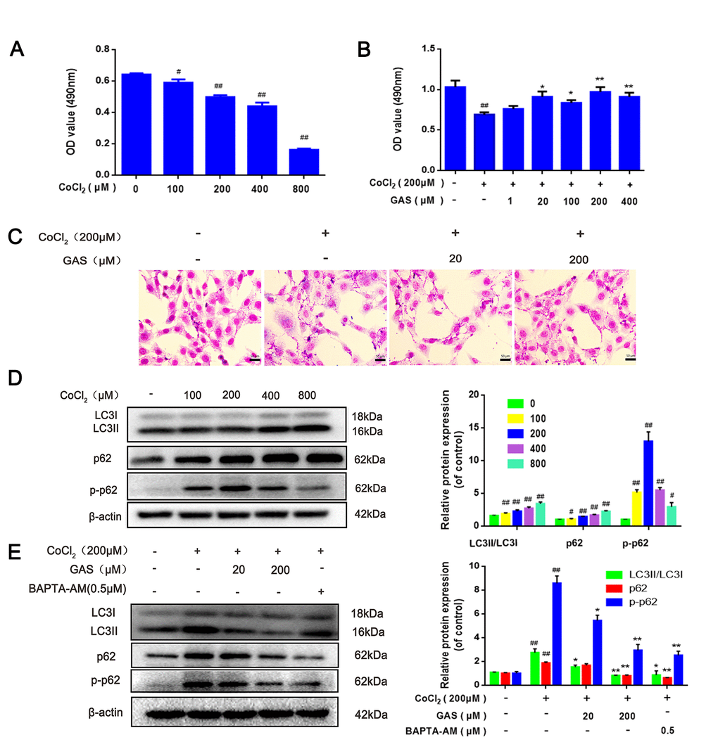 GAS alleviated CoCl2-induced autophagosome accumulation in HT22 cells. (A) HT22 was incubated with different concentrations of CoCl2 for 24 h, and cell viability was detected using the MTT assay (n=6). (B) Cells were incubated with different concentrations of GAS for 1 h and then treated with CoCl2 (200 μM) for 24 h. Cell viability was assessed via the MTT assay (n=6). (C) Representative Giemsa staining of HT22 cells (magnification, 200×; n = 3) (D) Immunoblots showing levels of LC3, p62, p-p62 (Thr349)in HT22 cells treated with various concentrations of CoCl2 (0, 100, 200, 400 and 800 μM) for 24 h. β-actin was used as the loading control. (E) HT22 cells were pretreated with GAS and BAPT-AM (0.5μM) for 1 h and then exposed to CoCl2 (200μM) for 24 h. Expression of LC3, p62, and p-p62 (Thr349) was detected by immunoblotting. β-actin was used as the loading control.