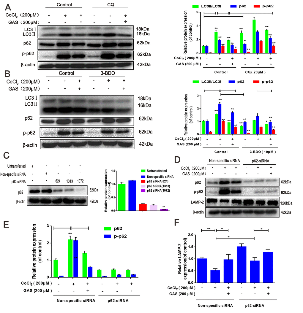 GAS ameliorated CoCl2-induced autophagic flux inhibition in HT22 cells. (A) Levels of LC3, p62, and p-p62 (Ser349) in HT22 cells treated with CQ were assessed, with or without GAS (200 μM) for 24 h (n = 3). (B) Levels of LC3, p62, and phosphorylated p62 (Ser349) in HT22 cells treated with 3-BDO were assessed with or without GAS (200 μM) for 24 h (n = 3). (C) Detection of p62 siRNA transfection efficiency by western blotting. (D–F) Levels of LAMP-2, p62, and phosphorylated p62 (Ser349) in HT22 cells transfected with nonspecific or p62 siRNA were evaluated with or without GAS (200 μM) for 24 h (n = 3). The experimental results were normalized to β-actin levels and are shown as fold changes relative to control cells. Data are presented as the mean ± standard error of the mean (SEM) from three independent experiments. ##P*P2. GAS, gastrodin; CoCl2, cobalt chloride; LC3, microtubule-associated protein 1 light chain 3; CQ, chloroquine.