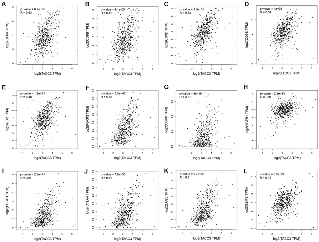 Correlation between TACC3 expression and immune infiltration-associated marker genes. CD8+ T cells: CD8A (A) and CD8B (B). T cells (general): CD3D, CD3E and CD2 (C–E). Treg: FOXP3, CCR8 and TGFB1 (F–H). T cell-exhaustion: PD-1, CTLA4, LAG3 and GZMB (I–L).