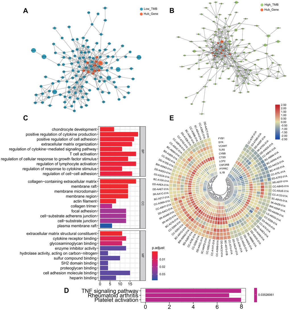 Differentially expressed genes and functional enrichment analysis between the two groups. (A, B) Protein-protein interaction network of all Differentially expressed genes. Orange represents the screened hub genes, and the size of circle represents the level of gene expression. (C) Go enrichment analysis of all differentially expressed genes. (D) KEGG analysis of all differentially expressed genes: TNF signaling pathway, Rheumatoid arthritis and Platelet activation. (E) Heatmap of selected hub genes in each patient. From left to right in order of low TMB and high TMB group. MF, Molecular Function; BP, Biological Process; CC, Cellular Component; GO, Gene Ontology; KEGG, Kyoto Encyclopedia of Genes and Genomes.