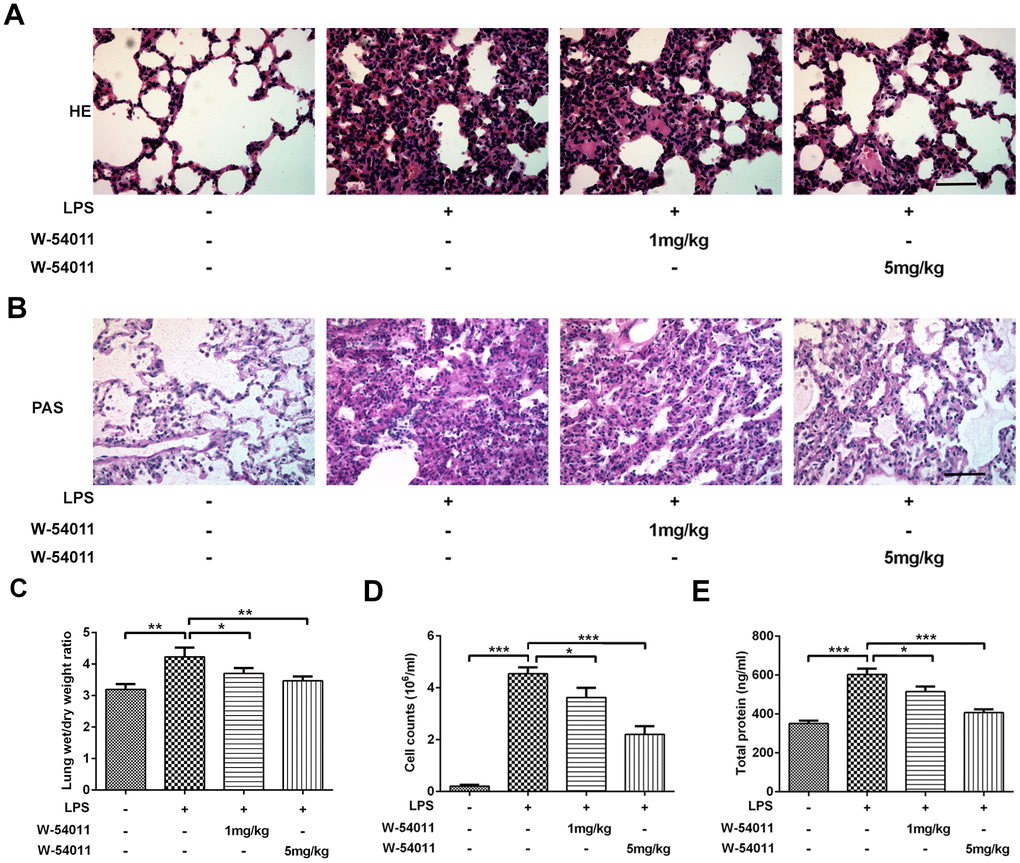 Alterations of histological evaluation, lung wet/dry ratio, BALF cell counts and total protein level. (A) Morphological changes in the lung by H&E staining. The sections were stained with hematoxylin (blue, nucleus) and eosin (pink, muscle fiber). The scale bar represents 50 μm. (B) Morphological changes in the lung by Periodic Acid Schiff (PAS) staining. The sections were stained with hematoxylin (blue, nucleus) and PAS (pink, glycogen). The scale bar represents 50 μm. (C–E) Effect of W-54011 on lung wet/dry ratio (C), BALF cell counts (D) and total protein level (E) 12 h after intratracheal instillation of LPS. n = 7. *P **P ***P 