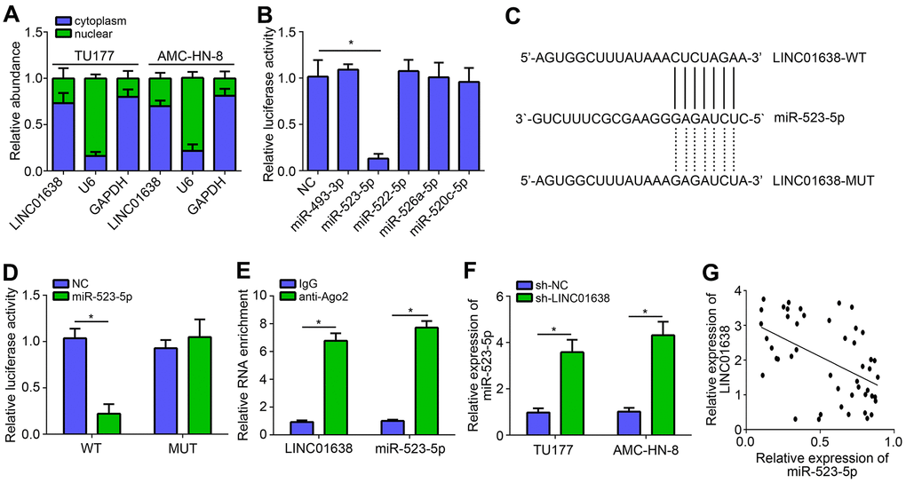 LINC01638 was the sponge for miR-523-5p. (A) Subcellular location of LINC01638 was analyzed by qRT-PCR. (B) Luciferase reporter assay identified that LINC01638 may be the sponge for miR-523-5p. (C) Predicted binding site and mutated binding site in LINC01638. (D) Luciferase reporter assay was performed. (E) RIP assay was conducted to examine the interaction between LINC01638 and miR-523-5p. (F) Relative expression of miR-523-5p was measured after LINC01638 knockdown. (G) Negative correlation was observed between LINC01638 and miR-523-5p expression in LSCC tissues. *P