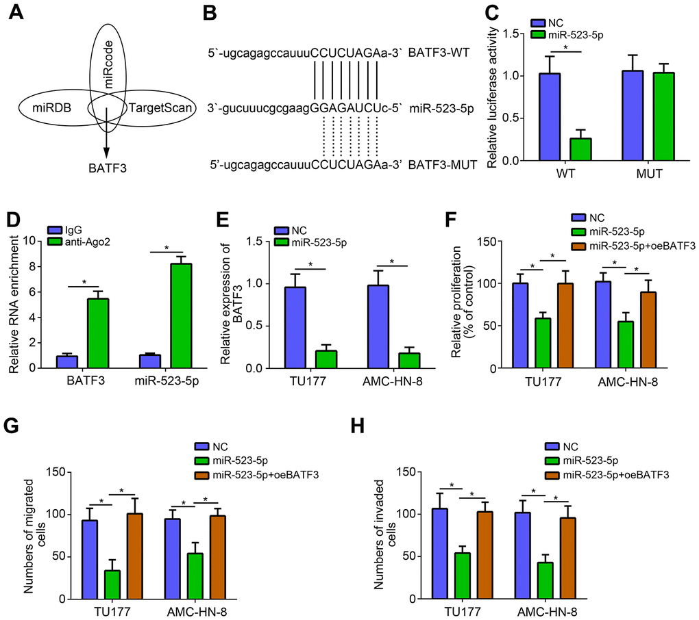 miR-523-5p targeted BATF3 directly. (A, B) Prediction of miR-523-5p targets by bioinformatics analysis. (C) Luciferase reporter assay was performed. (D) RIP assay was conducted to examine the interaction between miR-523-5p and BATF3. (E) miR-523-5p mimics suppressed the expression of BATF3. (F) CCK8 assay was utilized to test proliferation. (G, H) Transwell assay was performed to determine migration and invasion. *P