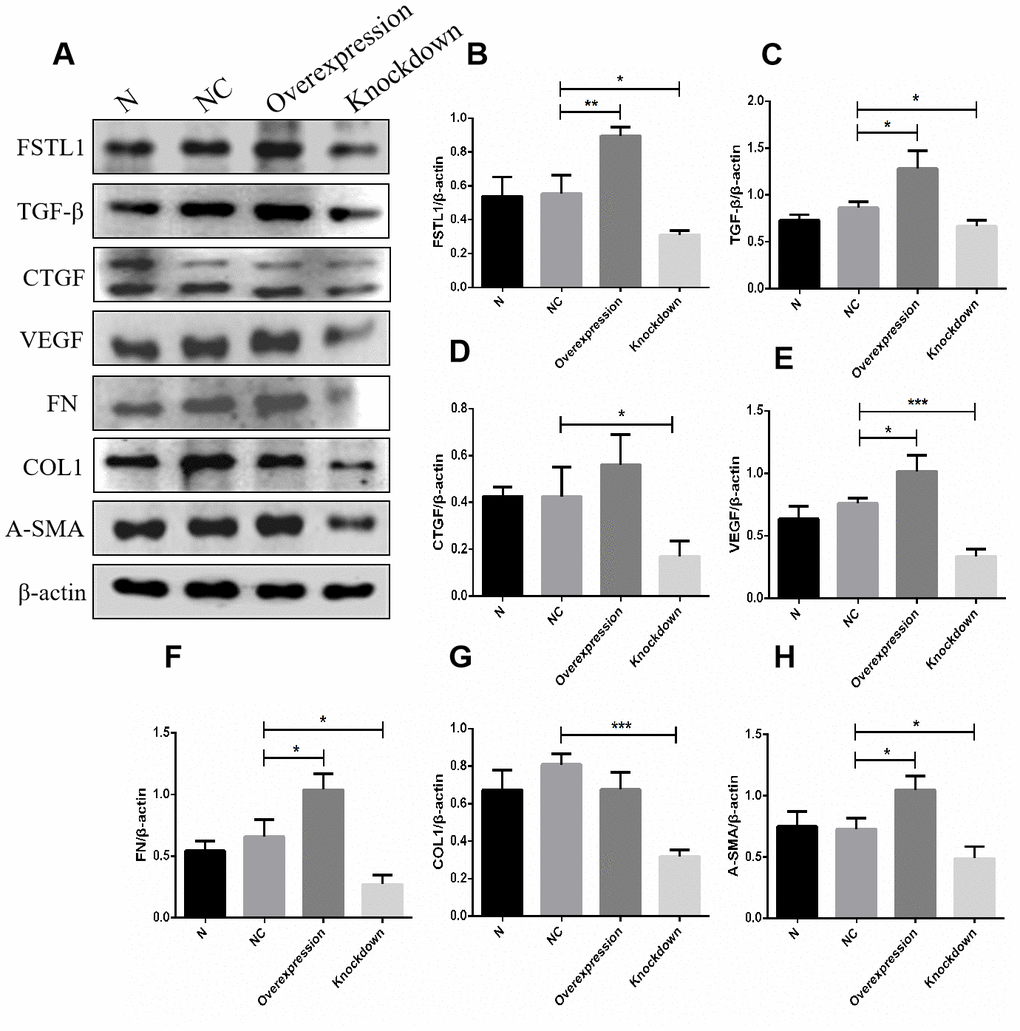 The expression of FSTL1, TGFβ, CTGF, VEGF, FN, COL1 and α-SMA proteins in FSTL1 overexpression group and FSTL1 knockdown group. (A) shows western blots representatives of FSTL1, TGFβ, CTGF, VEGF, FN, COL1, α-SMA and β-actin in HUVECs. (B–H) shows the ratio of FSTL1, TGFβ, CTGF, VEGF, FN, COL1 and α-SMA to β-actin in the blank control group (N), negative control group (NC), FSTL1 overexpression group (Overexpression) and FSTL1 siRNA group (Knockdown) respectively. The western blots figures were quantitative analyzed by ImageJ. FSTL1, TGFβ, VEGF, FN and α-SMA proteins were all upregulated in FSTL1 overexpression group compared with negative control group, and the expression of FSTL1, TGFβ, CTGF, VEGF, FN, COL1, and α-SMA proteins were all downregulated in FSTL1 knockdown group compared with negative control group (N: blank control group, NC: negative control group, Overexpression: FSTL1 overexpression group, Knockdown: FSTL1 siRNA group). Data are expressed as mean ± SEM. * P 