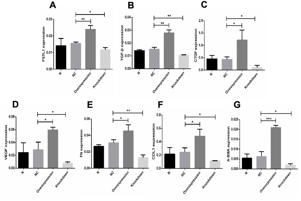 The expression of FSTL1, TGFβ1, CTGF, VEGF, FN, COL1, and α-SMA mRNA in FSTL1 overexpression group and FSTL1 knockdown group. (A–G) indicates that the FSTL1 and ECM-related mRNA expression in the blank control group (N), negative control group (NC), FSTL1 overexpression group (Overexpression) and FSTL1 siRNA group (Knockdown) respectively. The expression of FSTL1, TGFβ1, CTGF, VEGF, FN, COL1, and α-SMA mRNA were all upregulated in FSTL1 overexpression group compared with negative control group, and were all downregulated in the FSTL1 knockdown group (N: blank control group, NC: negative control group compared with negative control group, Overexpression: FSTL1 overexpression group, Knockdown: FSTL1 siRNA group). Data are expressed as mean ± SEM. * P 