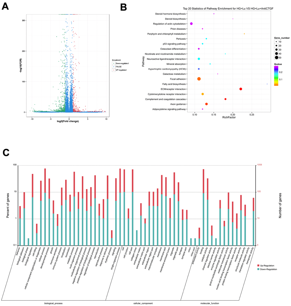 Differential gene analysis in the HG + Lu and HG + Lu + anti-CTGF groups. (A) A volcano map showed the differentially expressed genes in cell samples of the HG + Lu and HG + Lu + anti-CTGF groups. The blue dots indicate the genes whose expression was not significantly different between the two groups; the red dots indicate the significantly upregulated genes in the HG + Lu + anti-CTGF group as compared to HG + Lu group; the green dots refer to the significantly downregulated genes. (B) KEGG pathway analysis indicated the top 20 signaling pathways enriched by the differentially expressed genes in the HG + Lu and HG + Lu + anti-CTGF enrichment comparison. The x-axis represents the ratio of candidate genes to the background gene. The y-axis represents the GO terms. The color of the bubble corresponds to the enrichment (-log10 (P value)), and the size of the bubble is proportional to the number of genes enriched in the pathway. (C) HG + Lu and HG + Lu + anti-CTGF differential gene GO function annotation classification. The GO enrichment analysis revealed that the differentially expressed genes were enriched in biological processes, cellular components, and molecular functions. The x-axis represents differentially expressed genes in biological processes, cellular components, and molecular functions. The y-axis on the left represents the percentage of genes that are up- or downregulated, and the y-axis on the right represents the number of genes. Red represents upregulated genes, and blue represents downregulated genes.