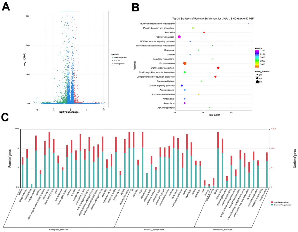 Differential gene analysis in the VEGF + Lu and HG + Lu + anti-CTGF groups. (A) A volcano map showed the differentially expressed genes in cell samples of the VEGF + Lu and HG + Lu + anti-CTGF groups. The blue dots indicate the genes whose expression was not significantly different between the two groups; the red dots indicate the significantly upregulated genes in the HG + Lu + anti-CTGF group as compared to the VEGF + Lu group; the green dots refer to the significantly downregulated genes. (B) KEGG pathway analysis indicated the top 20 signaling pathways enriched by the differentially expressed genes in the VEGF + Lu and HG + Lu + anti-CTGF enrichment comparison. The x-axis represents the ratio of candidate genes to the background gene. The y-axis represents the GO terms. The color of the bubble corresponds to the enrichment (-log10 (P value)), and the size of the bubble is proportional to the number of genes enriched in the pathway. (C) VEGF + Lu and HG + Lu + anti-CTGF differential gene GO function annotation classification. The GO enrichment analysis revealed that the differentially expressed genes were enriched in biological processes, cellular components, and molecular functions. The x-axis represents differentially expressed genes in biological processes, cellular components, and molecular functions. The y-axis on the left represents the percentage of genes that are up- or downregulated, and the y-axis on the right represents the number of genes. Red represents upregulated genes, and blue represents downregulated genes.