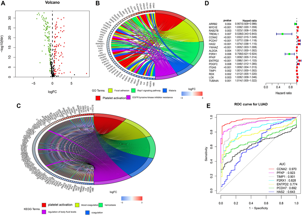 Differentially expressed platelet receptor-related genes, Gene functional enrichment and identification of hub platelet receptor-related genes. (A) Volcano plot of differentially expressed platelet receptor-related genes (DEPG) in the TCGA. (B) GO enrichment analysis of DEPG. (C) KEGG enrichment analysis of DEPG. (D) Single-factor analysis for DEPG. (E) Diagnosing lung adenocarcinoma patients.