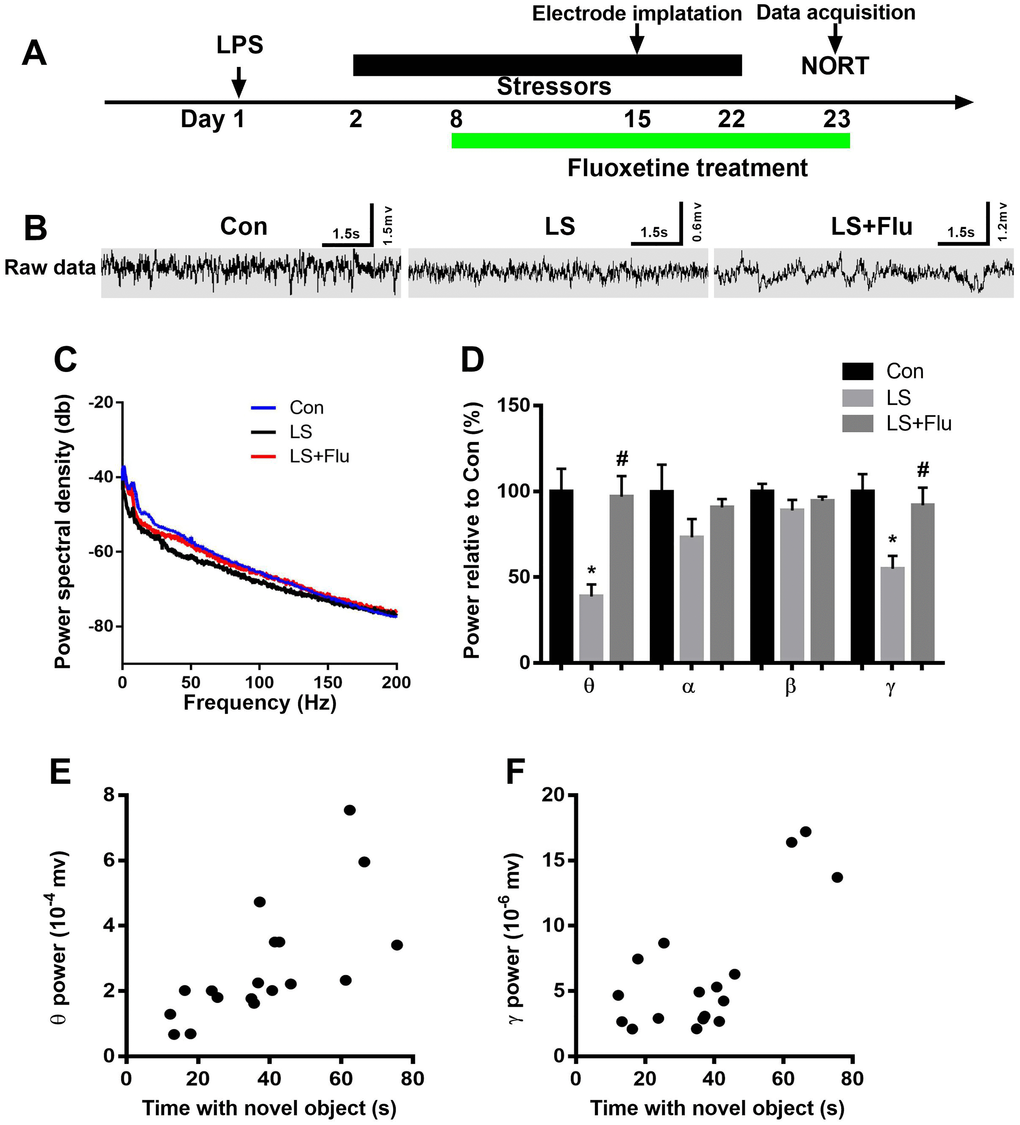 Altered hippocampal neural oscillations induced by combined stress were reversed by fluoxetine treatment. (A) Schematic timeline of the experimental procedure. (B) Representative images of local field potential in the CA1 of the hippocampus. (C) Quantification of local field potential in the CA1 of the hippocampus. (D) Quantification of average theta, alpha, beta, and gamma power in the CA1 of the hippocampus. (E) Theta oscillation was positively correlated with time spent with novel object. (F) Gamma oscillation was positively correlated with time spent with novel object. Data are shown as mean ± SEM (n = 6), *P #P 