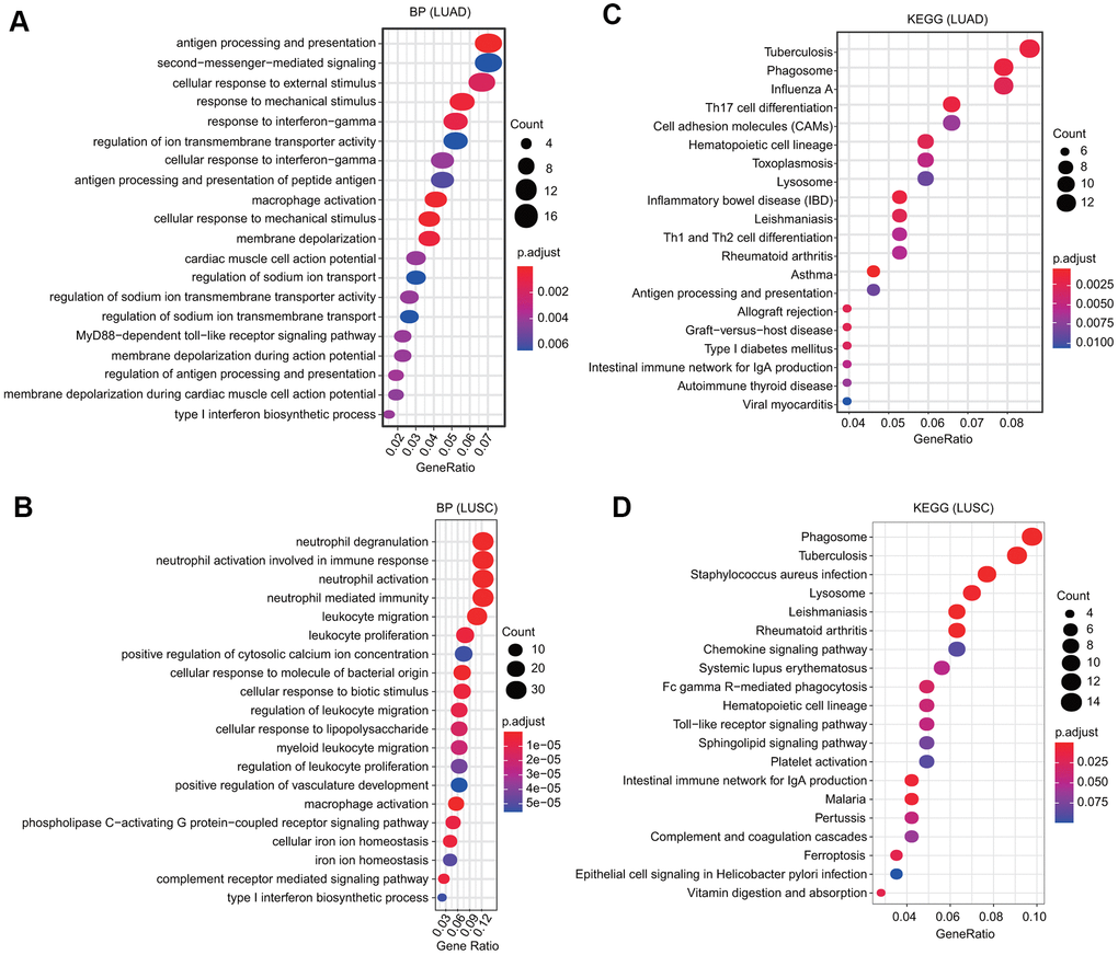 GO and KEGG analyses of FPN1 in lung cancer. (A, B) GO analyses of the biological function of FPN1 in LUAD and LUSC. (C, D) KEGG analyses in LUAD and LUSC. The count represents the number of genes associated with enriched GO or KEGG pathways. The color represents the -log10-transformed P-value.