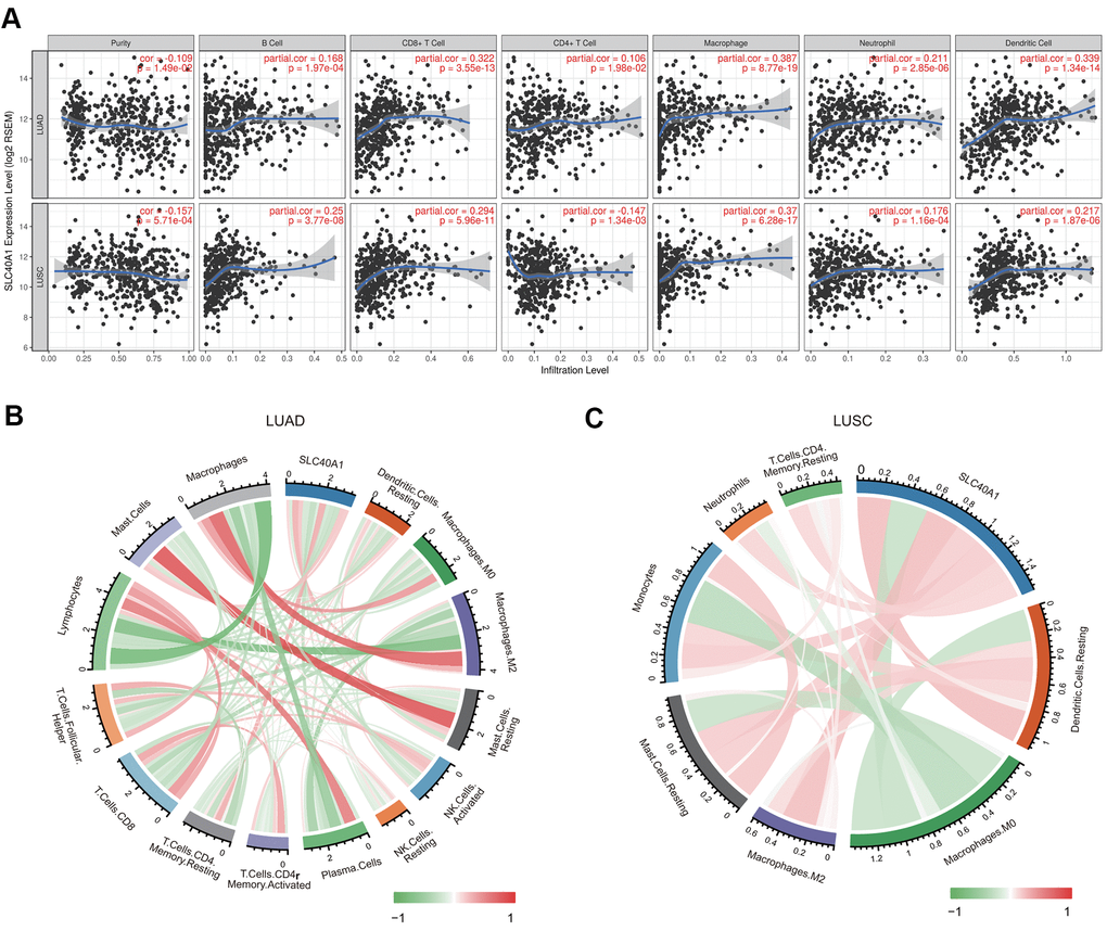 Association between FPN1 and immune cell infiltration in lung cancer. (A) FPN1 showed a significant correlation with the infiltrating abundance of CD4+ T cells, CD8+ T cells, B cells, neutrophils, macrophages and dendritic cells using the TIMER database. (B, C) The relationship between FPN1 and the infiltrating abundance of different immune cells was investigated using CIBERSORT. All results are shown in a circos plot.