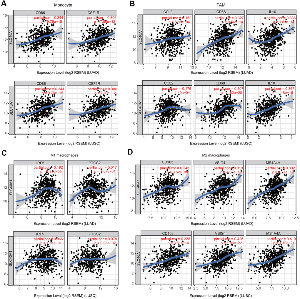 Association of FPN1 with macrophage polarization in LUAD and LUSC. Relationship between FPN1 and various gene markers of (A) monocytes, (B) TAMs, (C) M1 macrophages and (D) M2 macrophages in LUAD and LUSC.