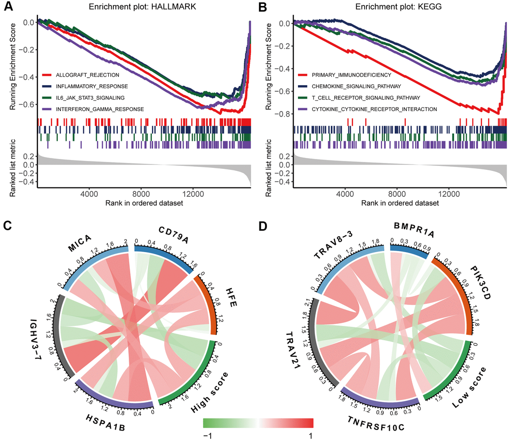 Biological functions underlying the immunoscore. GSEA of (A) h.all.v7.1.symbols and (B) c2.cp.kegg.v7.1.symbols identified the most significant pathways and processes related to a low immunoscore. Correlation analysis of (C) a high immunoscore and (D) a low immunoscore with immune-related gene expression. The red line indicates a positive correlation, and the green line indicates a negative correlation. A darker colour corresponds to a stronger correlation.