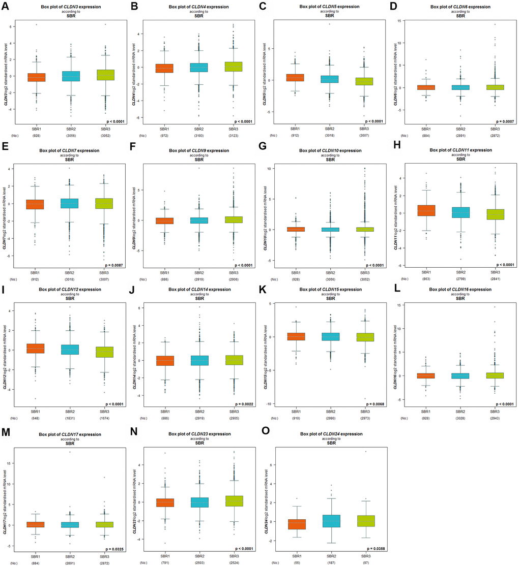 Relationship between the claudin family and the SBR criterion. (A) CLDN3; (B) CLDN4; (C) CLDN5; (D) CLDN6; (E) CLDN7; (F) CLDN9; (G) CLDN10; (H) CLDN11; (I) CLDN12; (J) CLDN14; (K) CLDN15; (L) CLDN16; (M) CLDN17; (N) CLDN22; (O) CLDN24. Global differences between the groups were assessed by Welch’s test, and p 