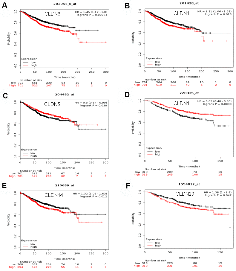 The OS of mRNA levels of claudins in all patients with breast cancer (Kaplan–Meier plotter). (A) CLDN3; (B) CLDN4; (C) CLDN5; (D) CLDN11; (E) CLDN14; (F) CLDN20. Abbreviations: OS, overall survival.